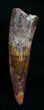 Large Inch Spinosaurus Tooth #4749-1